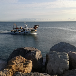 Il pesce dal mare alle nostre tavole