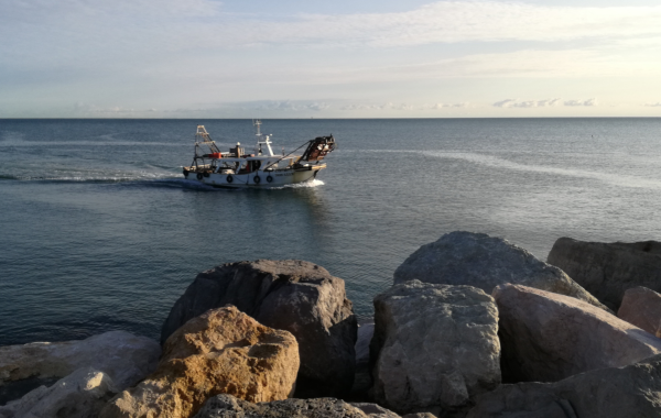 Il pesce dal mare alle nostre tavole