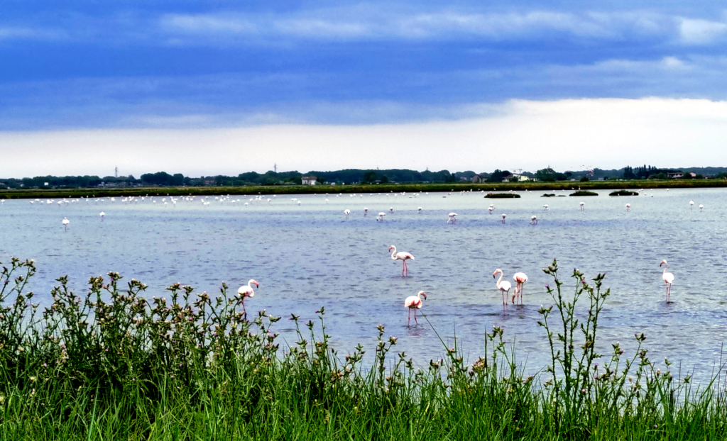 Fenicotteri nelle Saline di Cervia