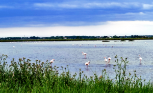 Fenicotteri nelle Saline di Cervia